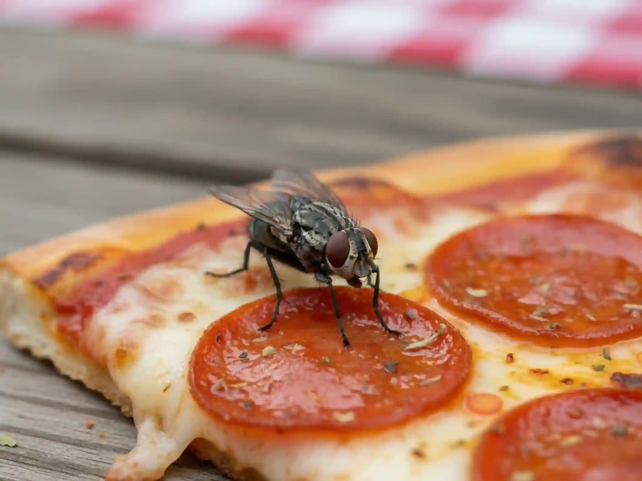 Makanan ada Lalatnya Lalat hinggap di makanan dan risiko kesehatan akibat kontaminasi
